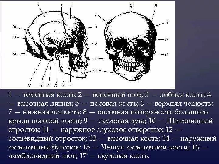 Височная линия. Нижняя височная линия. Нижняя височная линия теменной кости. Височная линия височной кости.