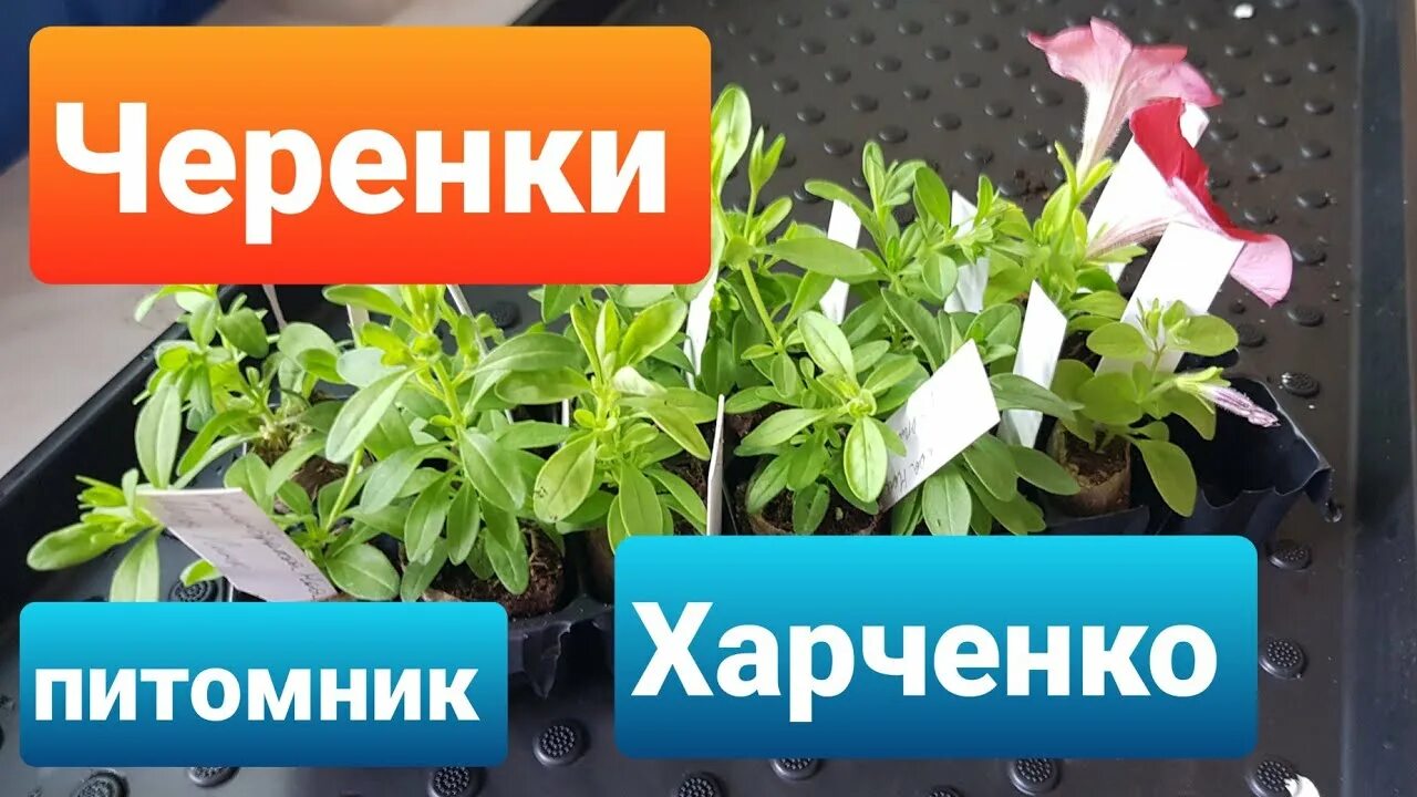 Садовый центр островцы харченко. Харченко питомник. Теплица харченко в островцах. Сайт харченко питомник растений. Теплица островцы ип харченко.
