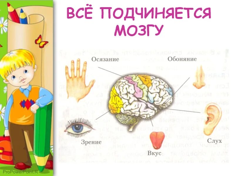 Составить предложение со словом обоняние и осязание. Логаны чувств у человека. Составить предложение со словом обоняние и осязание. Обоняние это способность человека чувствовать. Чувства обоняние осязание.