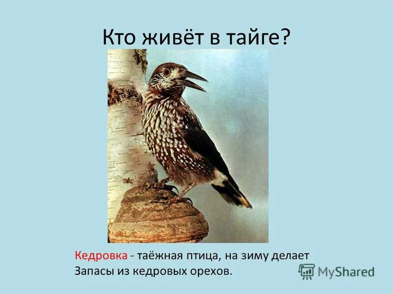 Кедровка таежная птица какой это текст. Кедровка таежная птица какой это текст