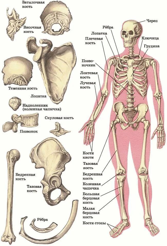 Скелет человека с описанием костей. Название частей кости человека. Строение костей человека с названиями. Название костей скелета туловища.