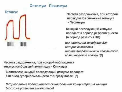 Оптимум силы и частоты раздражителя