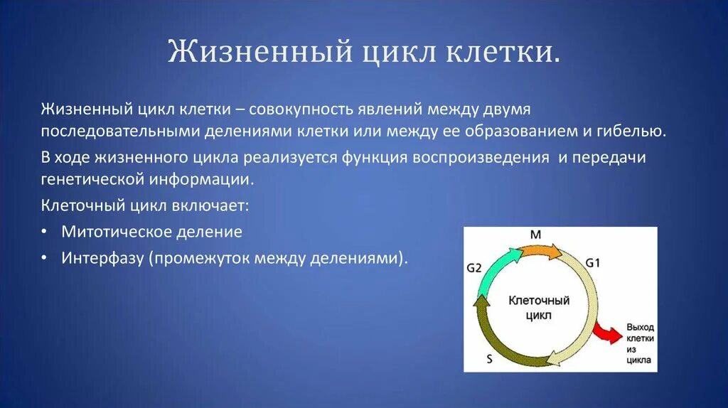 2 Жизненный цикл клетки: интерфаза. Митотического жизненного цикла клетк. 5. Жизненный цикл клетки. Митотический цикл. Интерфаза.. 2 Стадии клеточного цикла.