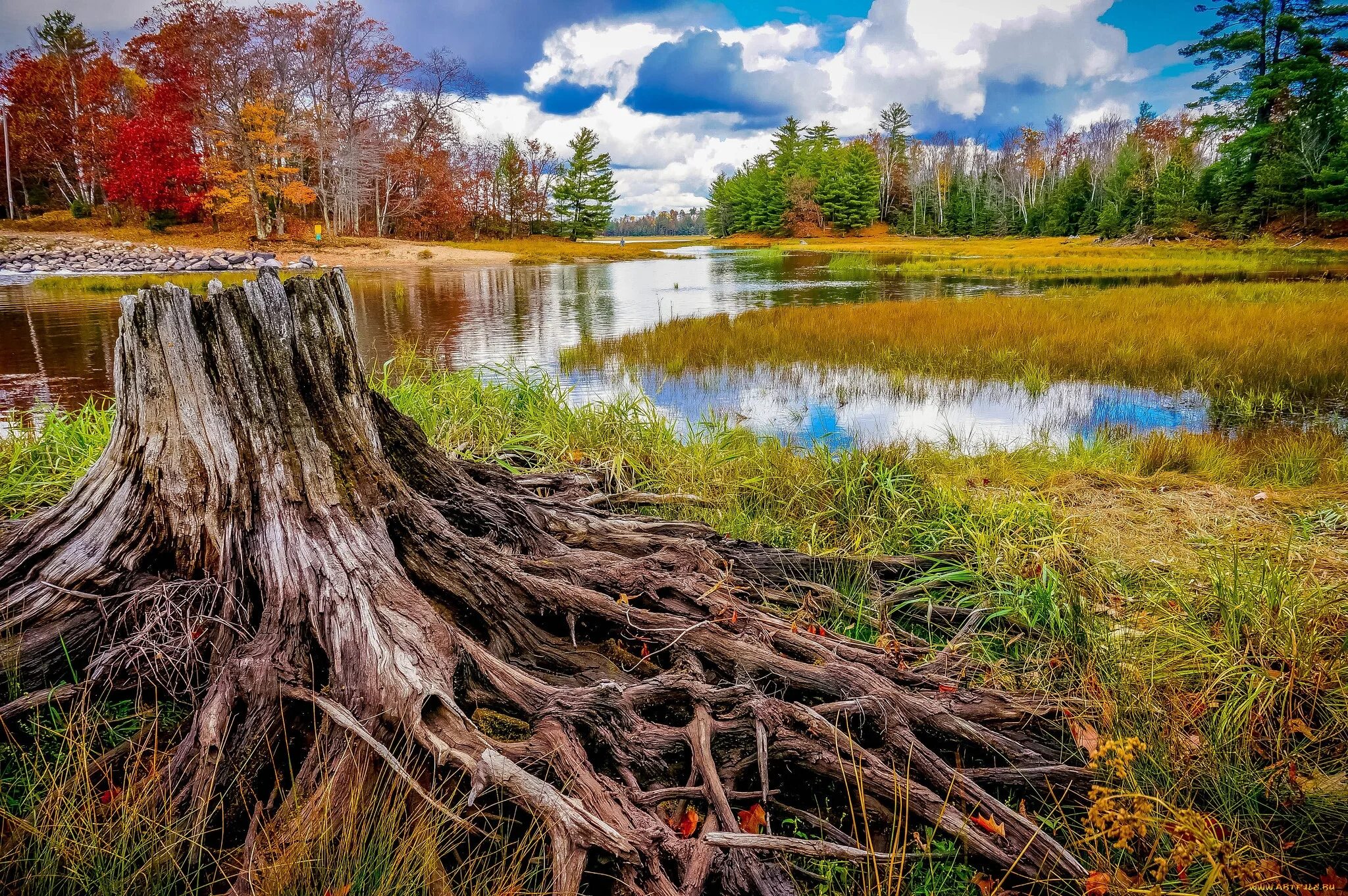 Коряга в реке. Природа. Коряга в лесу. Дерево на берегу озера. Дерево у реки.