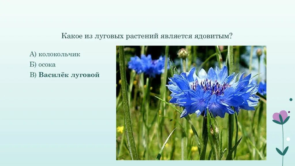 Какое растение не является луговым