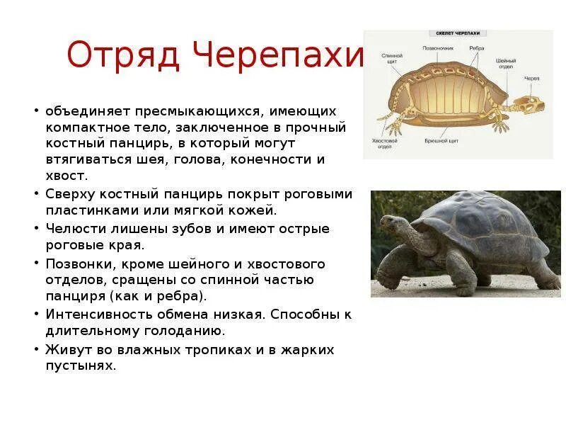 Роговые пластинки на панцире черепах. Строение панциря черепахи. Общая характеристика класса брюхоногие моллюски. Пресмыкающиеся черепахи. Ткань из крабовых панцирей.