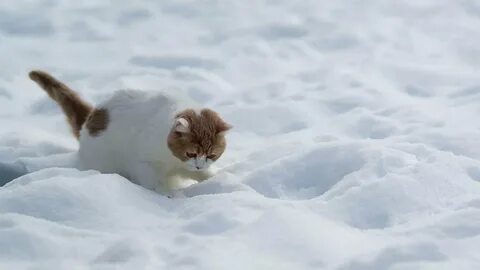Как домашние животные реагируют на холод