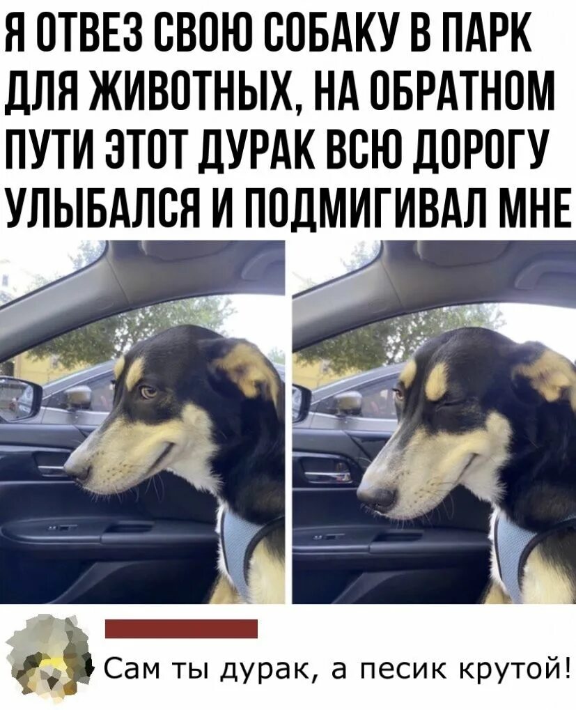 Мне подмигивать собака из проезжающего мимо трамвая. Собака улыбается и подмигивает. собака дурак. на обратном пути. подвези меня мем.