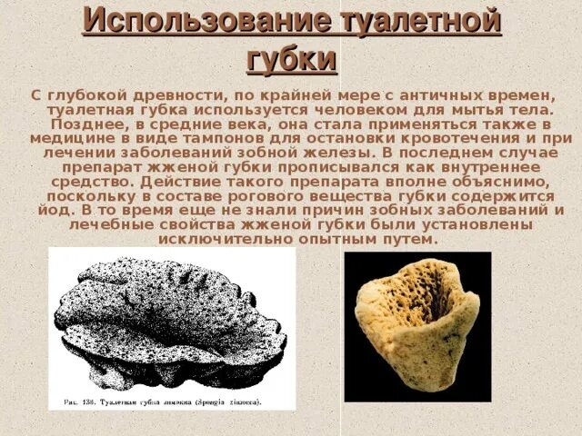 Туалетная губка строение. Губки в древности. Губка туалетная использование человеком. Обыкновенные губки строение. Используйте различные источники информации подготовьте сообщение