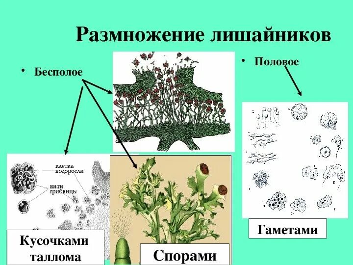 Лишайник животное растение выпадающий признак. Биология класс 6 размножение лишайников\. Размножение лишайников 5 класс биология. Лишайники строение размножение. Размножение накипных лишайников.