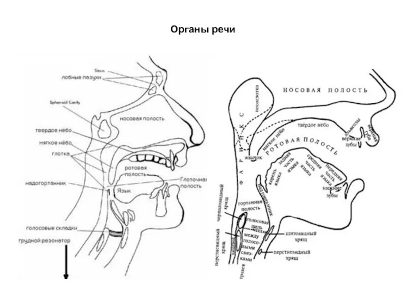 Рисунок голосового аппарата человека. Дыхательный отдел периферического речевого аппарата строение. периферический речевой аппарат схема. строение артикуляционного аппарата анатомия. схема строения периферического речевого аппарата.