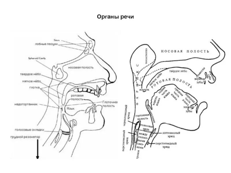 Строение артикуляционного аппарата анатомия. Строение и функционирование речевого аппарата схема. Строение речевого аппарата логопедия Филичева. Строение речевого аппарата альвеолы.