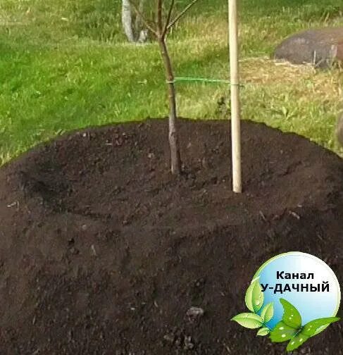 Короб для посадки дерева. Посадка яблони весной саженцами. Посадка сливы на холмик. Глубина ямы для яблони. Абрикос заглублять корневую шейку.
