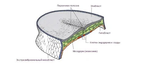 Первичная полоска зародыша