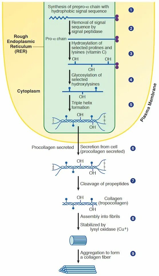 Синтез коллагена схема. Биосинтез коллагена схема. Синтез коллагена биохимия схема. Процесс синтеза коллагена.