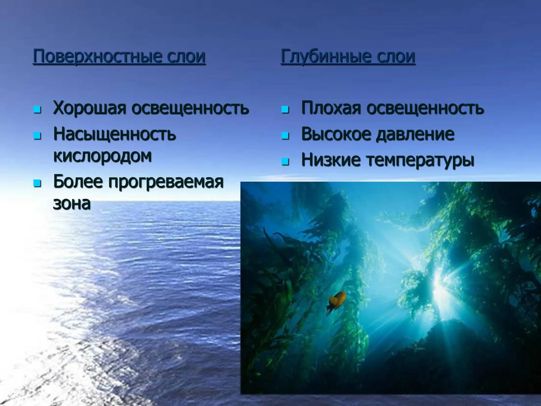 Урок 6 класс жизнь в океане. Жизнь в океане 7 класс. Поверхностный слой океана. Презентация на тему жизнь в океане 6. Жизнь в океане презентация.