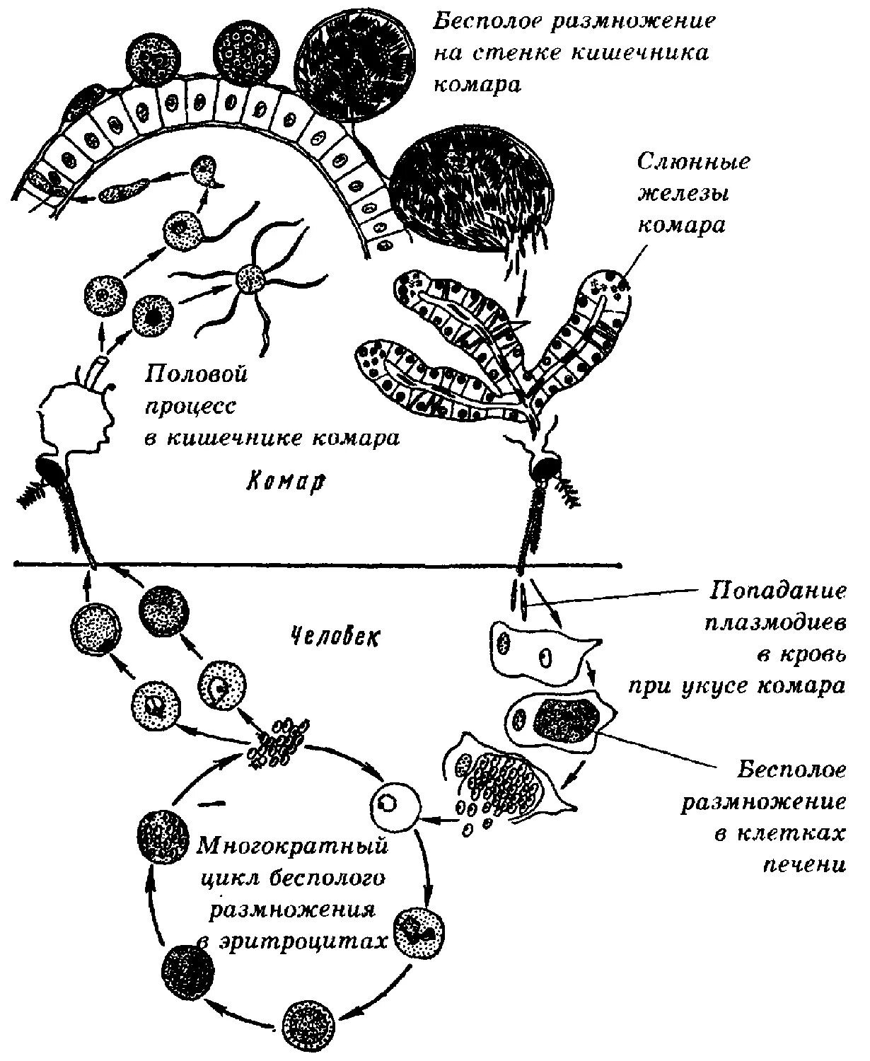 Жизненный цикл плазмодия схема. Жизненный цикл малярийного плазмодия схема. Цикл развития малярийного плазмодия схема. Цикл развития малярийного плазмодия схема рисунок. Малярия цикл развития малярийного плазмодия