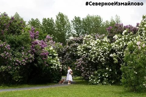 Песня в саду сиреневые розы остались век