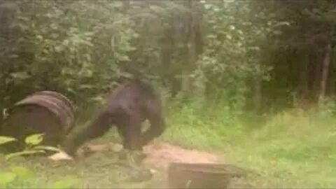 Bigfoot сейф
