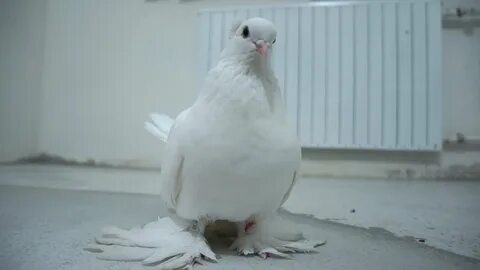 Дворовый голубь