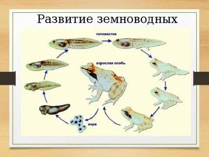 Развитие животных начинается с