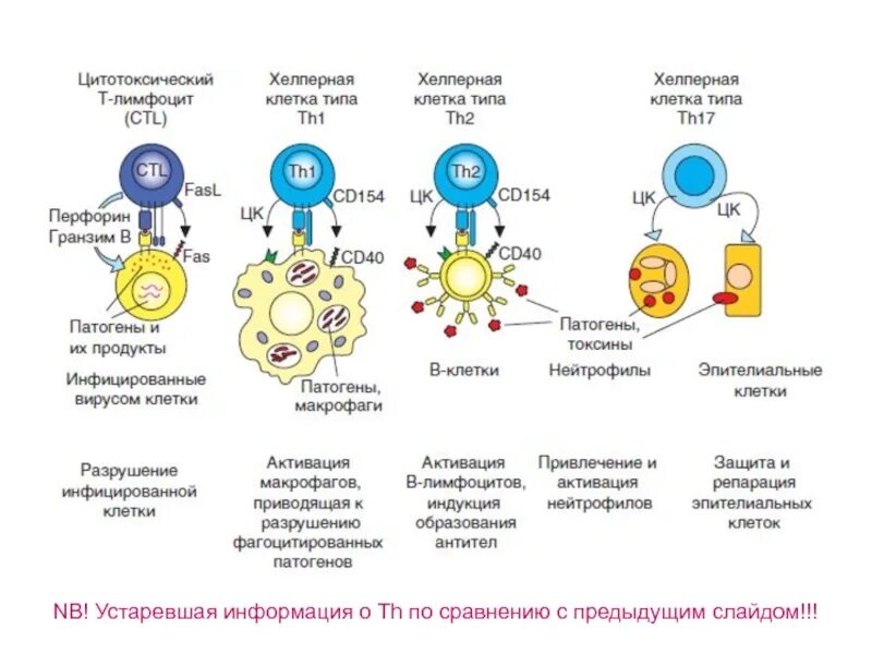 Цитотоксические т клетки. Клеточный иммунный ответ т-лимфоциты. Клеточный цитотоксический механизм иммунного ответа. Цитотоксический клеточный иммунный ответ иммунология. Т лимфоциты в иммунном ответе.