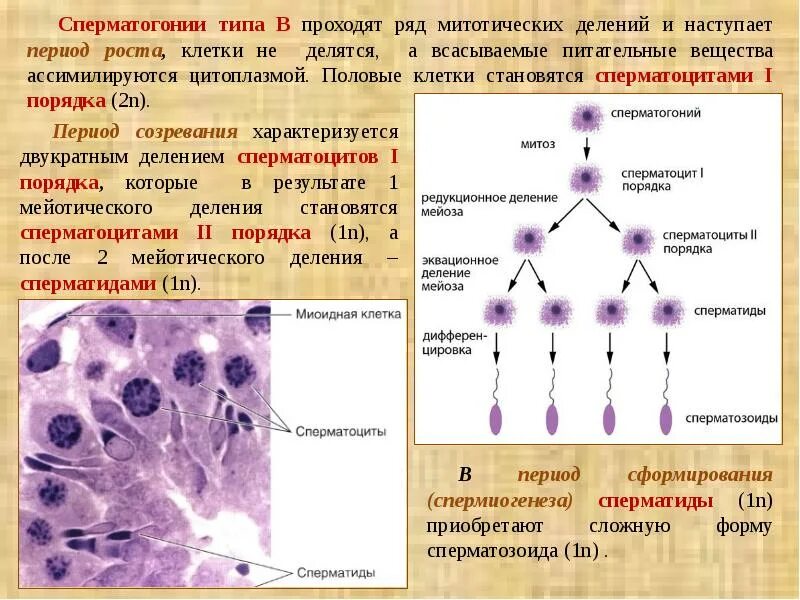 Зрелость клеток. Сперматогонии сперматоциты. Клетки сперматогенеза (незрелые клетки). Сперматогонии 2 типа клеток. Сперматогонии типа а.