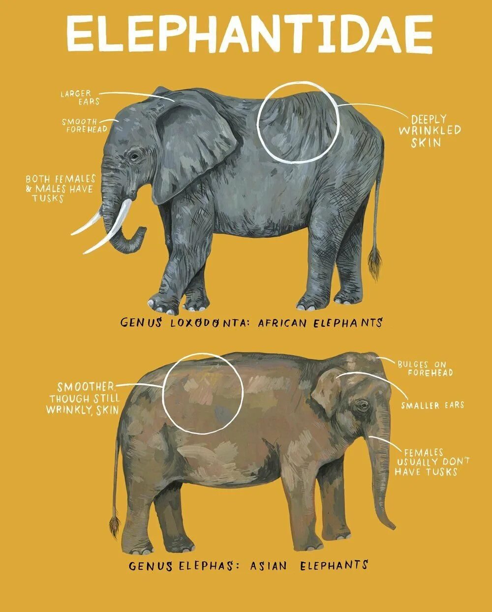Африканские и азиатские слоны. Африканский и азиатский слон. Индийский слон самец. Различие африканского и азиатского слона. Чем отличается индийский слон от африканского 1