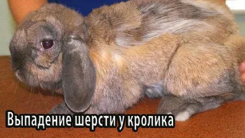 Почему кролики