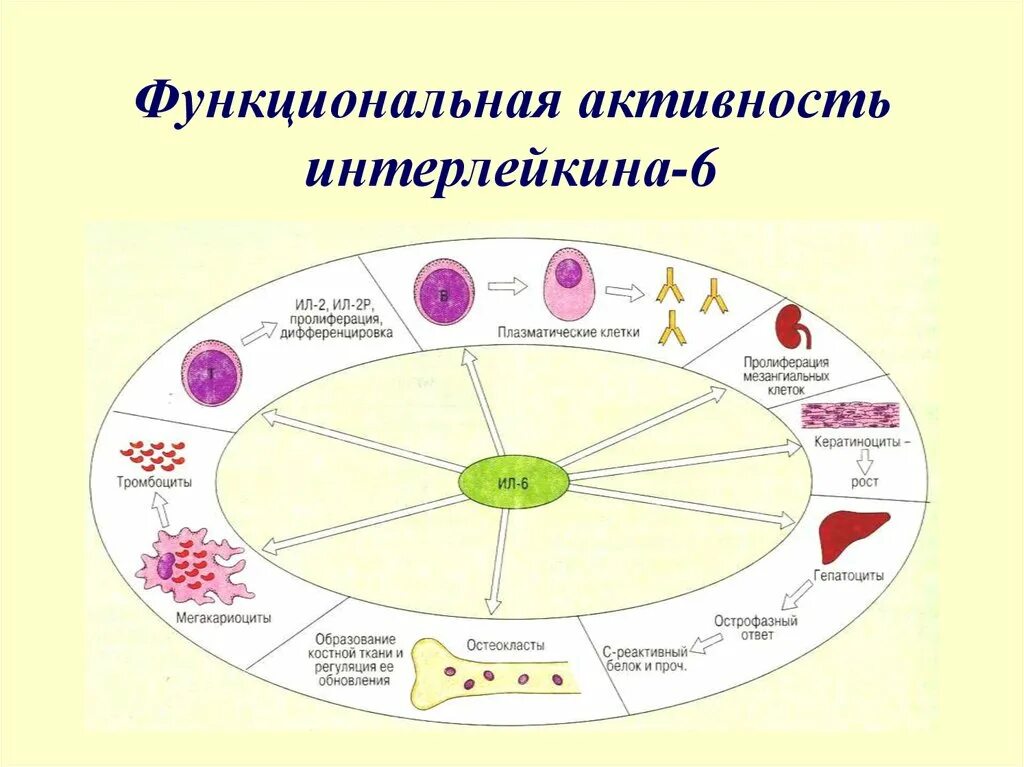 Функциональная активность. Цитокинины функциональная активность. Функциональная активность клетки это. Клетки продуценты цитокинов. Основные компоненты активности