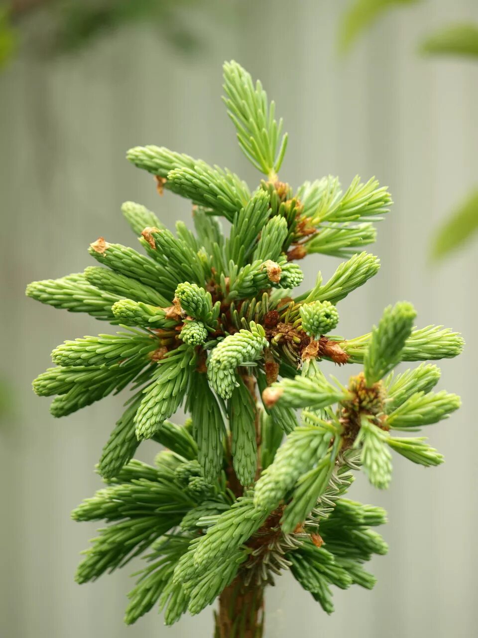 ель сербская "пендула брунс" (pendula bruns). декарт я мыслю значит я существую. значит существую на латыни. ель шило випинг. изумрудная хвоя.