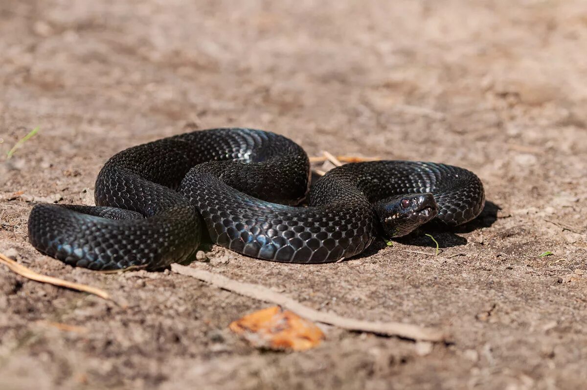 Фото гадюки. Змея гадюка. Гадюка черная. Чёрная гадюка змея ядовитая. Гадюковые змеи.
