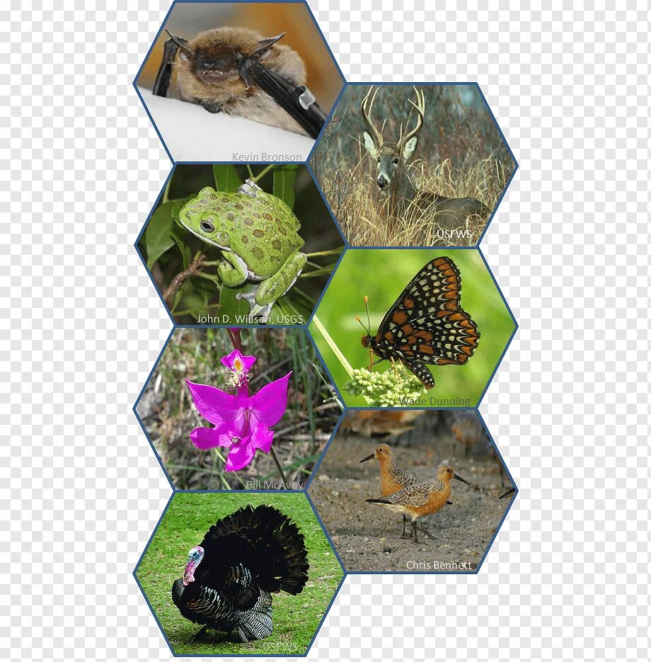 Объекты фауны и флоры ситес. Convention on international trade in endangered species of wild fauna and flora, cites). Перечень объектов ситес. Биологическое разнообразие дикой природы. Видами дикой фауны и флоры.