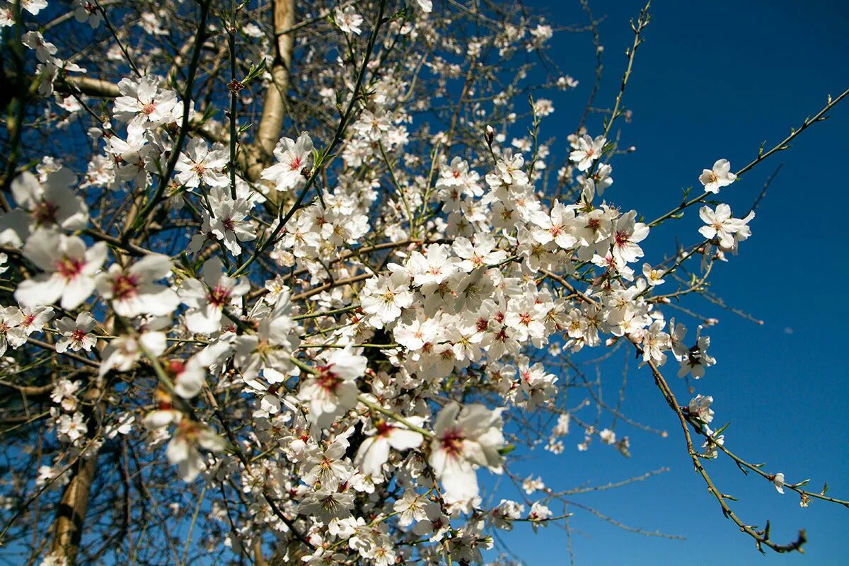 весенний миндаль
