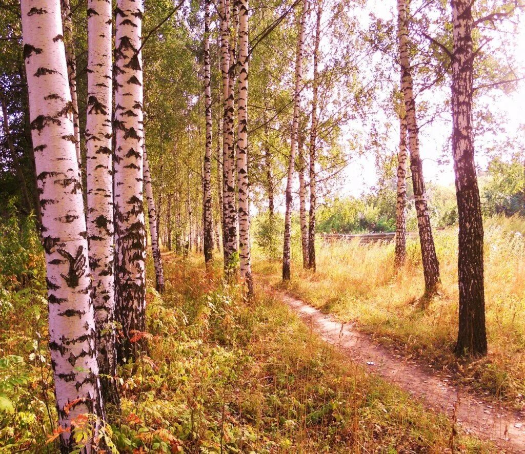 Березовая чаща. Узкая тропа берёза беларусь. березовая роща рязань. березовая роща алтайский край. березовая роща эстетика.