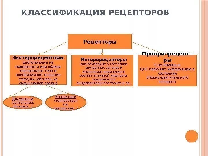 Укажите место расположения рецепторов проприорецепторы экстерорецепторы интерорецепторы Введение в неврологию. Общая анатомия нервной системы презентация, доклад, про