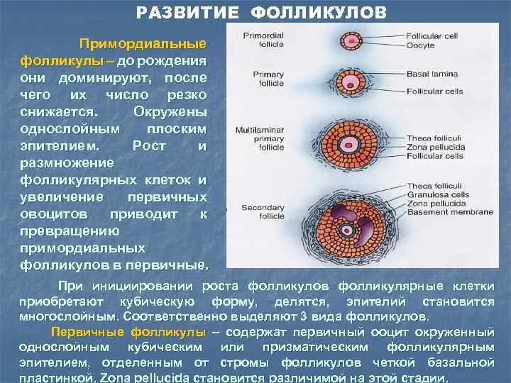 Овоцит первичного фолликула. Стадии развития фолликула. Формирование первичного фолликула. Этапы развития доминантного фолликула. Три фолликула