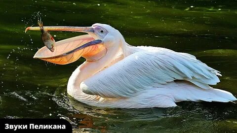 Водоплавающая птица с большим клювом