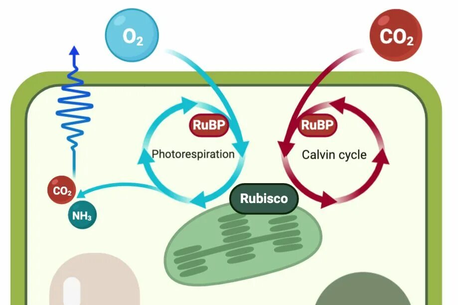 Co2 h2o фотосинтез. C4-фотосинтез. C3 c4 фотосинтез. Photosynthesis c4 and c3 Plants and cam. С4 фотосинтез растения.