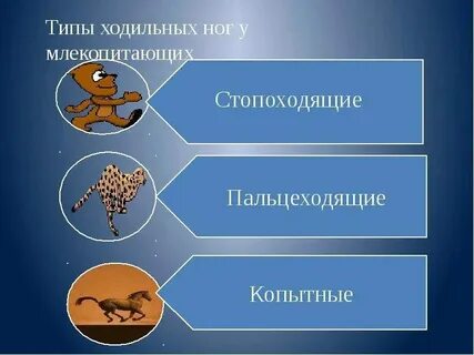 Живые организмы и способы перемещения в пространстве