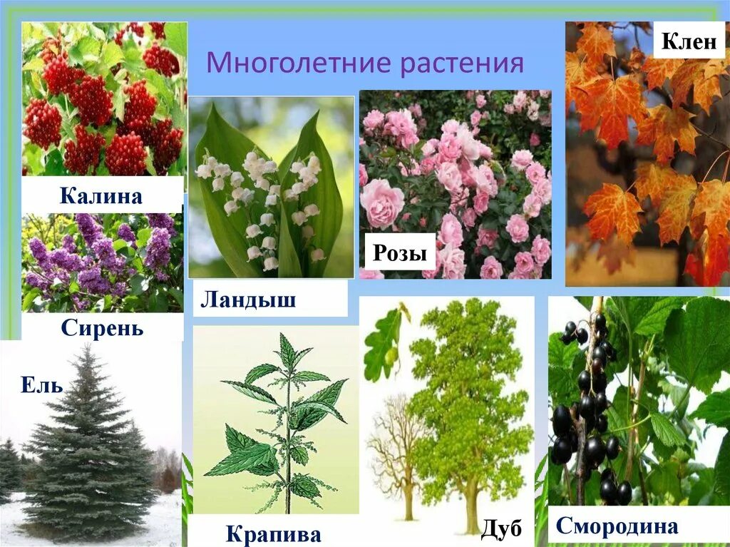 Каких цветов бывают растения. Многолетние растения примеры. Многолетние иравыпримеры. Многолетние растения список. Разные растения.