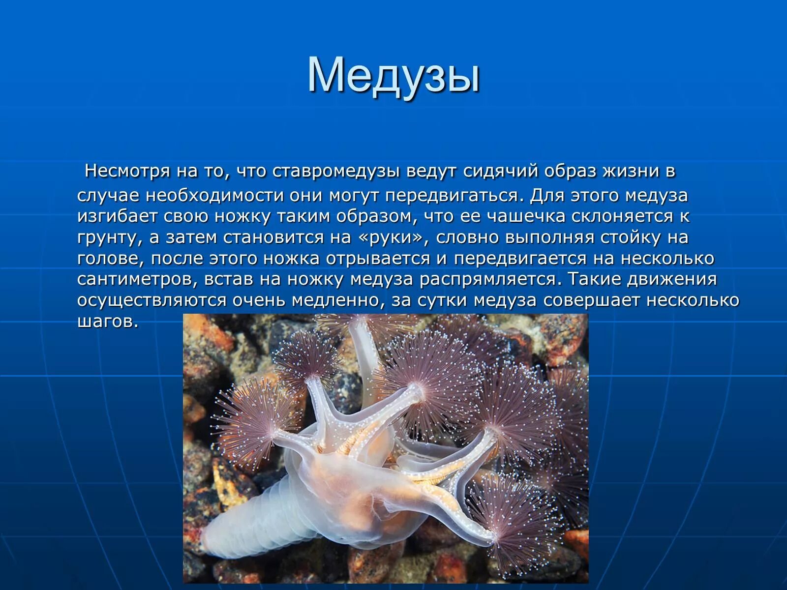 Презентация морских животных. Информация о морских жителях. информация про морских обитателей. сообщение о морских обитателях. проект на тему морские обитатели.