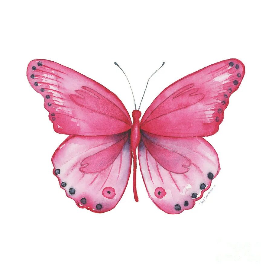 Бабочка бело розовая. Розовые бабочки. Красивые розовые бабочки. Розовые бабочки на прозрачном фоне. Бабочка рисунок.