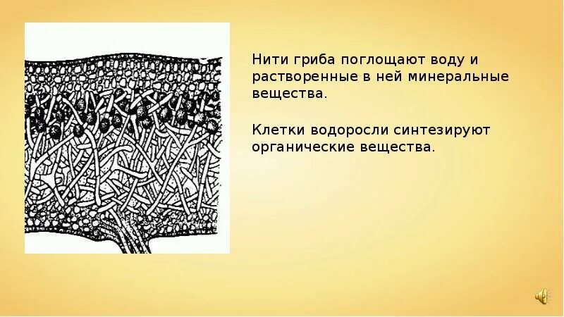 У некоторых грибов нити грибницы представляют собой. Поглощают воду лишайники поглощают. Грибница из ниток. Нити грибов. Водоросль лишайника синтезирует органические вещества.