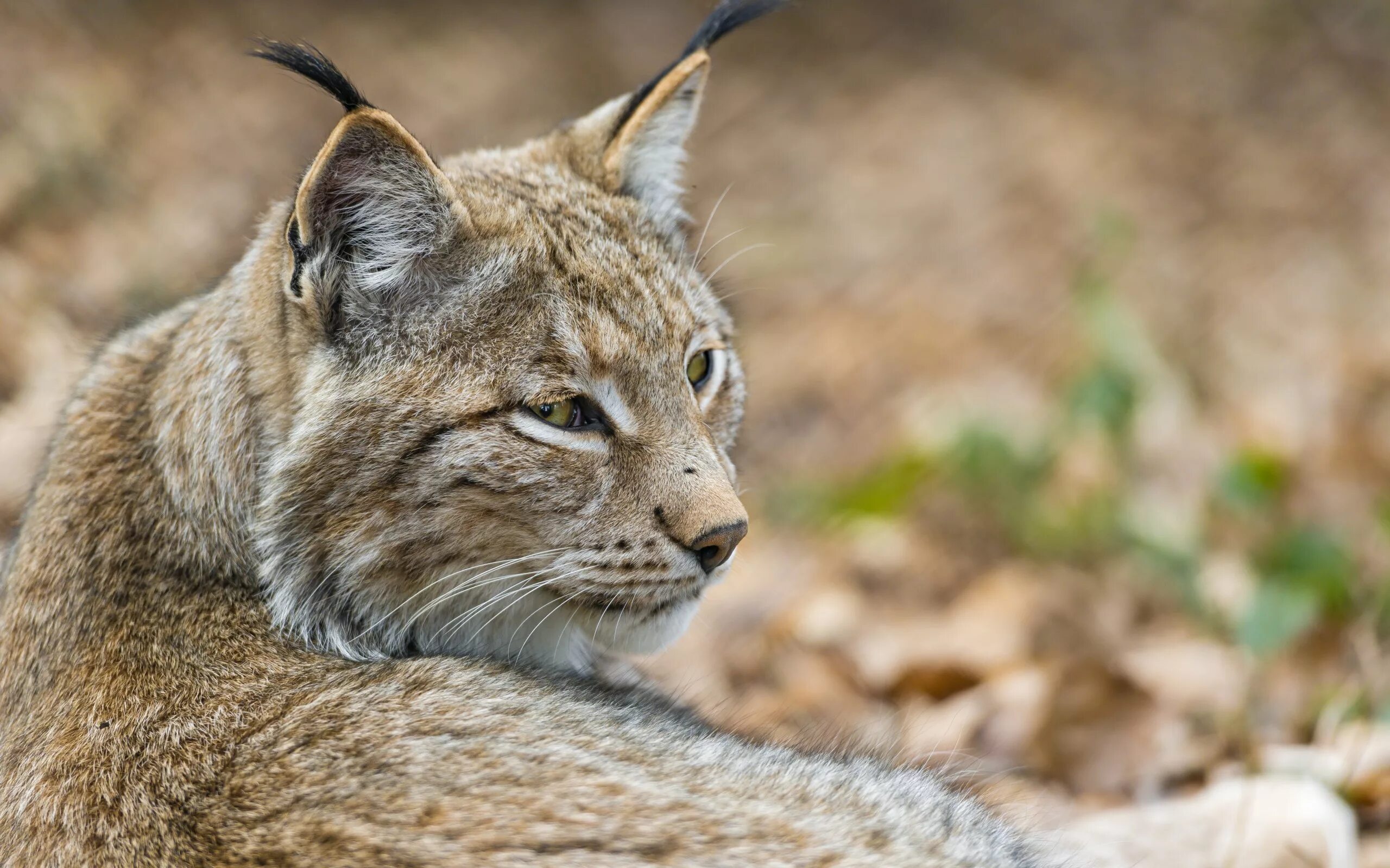 Lynx Рысь. Кошка Рысь обыкновенная. Сибирская Рысь. Рысь Подмосковная. Приснилась рысь