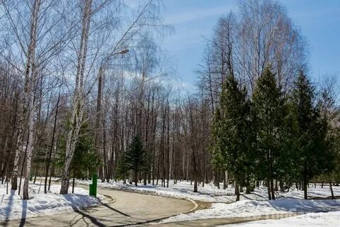 Погода березовая роща пензенская