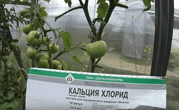 Кальция хлорид для помидор от вершинной