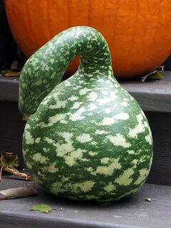 Тыква грушевидная