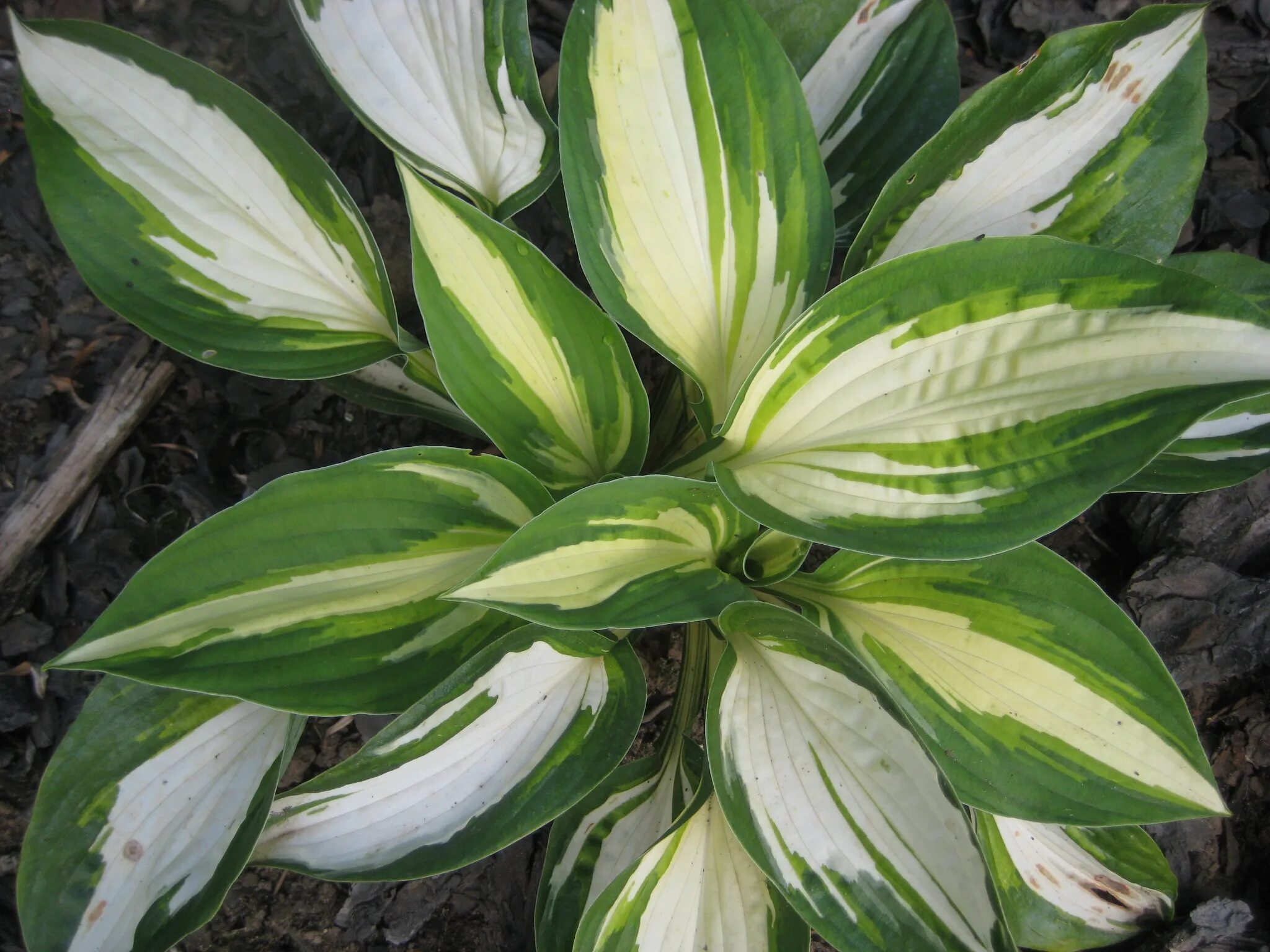 Хоста volcano island. Хоста гибридная колор фестиваль. Хоста колор фестиваль. Хоста вулкано айленд volcano island. Хоста vulcan.