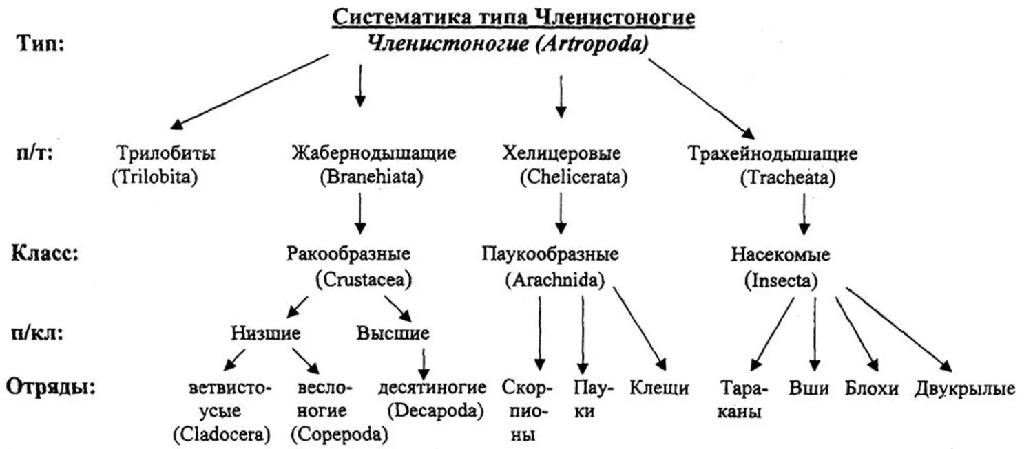 Классификация типа членистоногие. Систематика типа Членистоногие. Общая характеристика типа Членистоногие Arthropoda систематика типа. Схема классификации типа Членистоногие. Тип Членистоногие общая характеристика систематика.